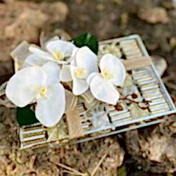 Orkide Dekorlu Cam Sandık Kutu